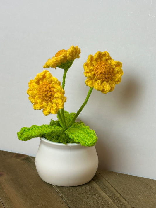 109206-Potted Daisy - 1