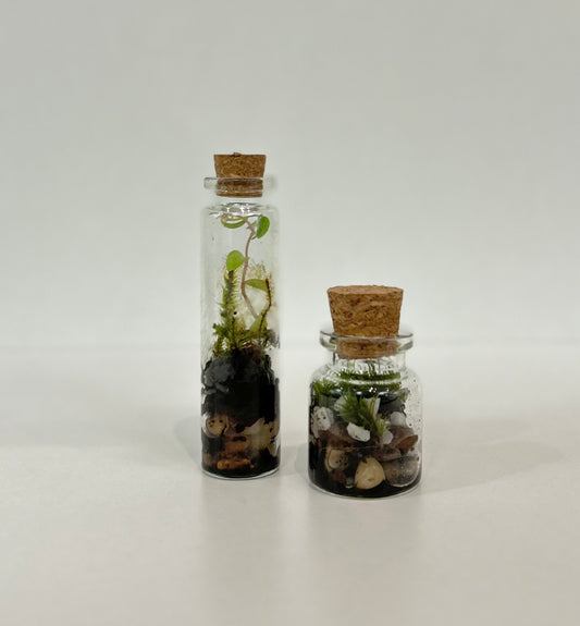 008-500 Mini Moss Terrarium